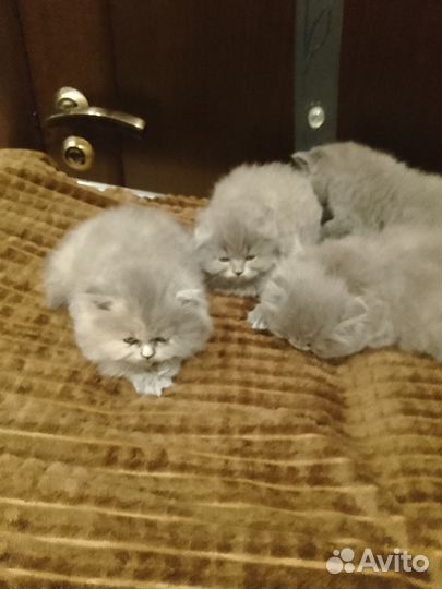 Британские котята