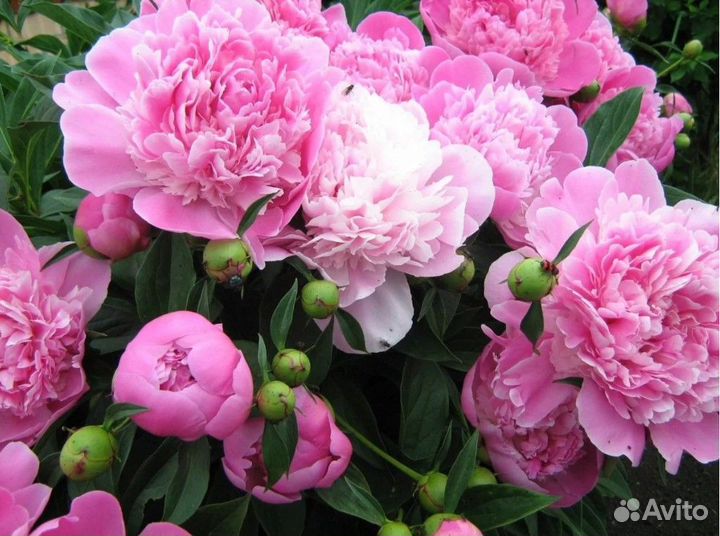 Пион розовый