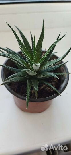 Толстянка, кактусы, эустома