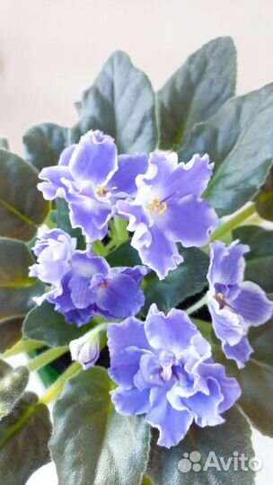 Фиалки сортовые