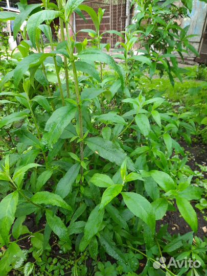 Кустарники, растения для сада