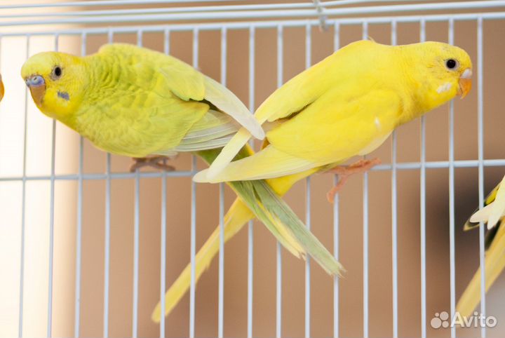 Волнистый попугай жёлтые птенцы
