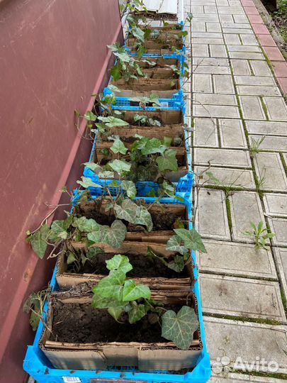 Плющ вечнозеленый уличный зимостойкий отправка