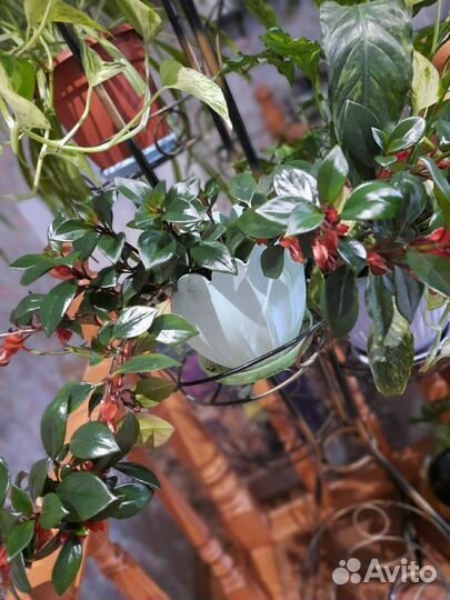 Нематантус (золотые рыбки)