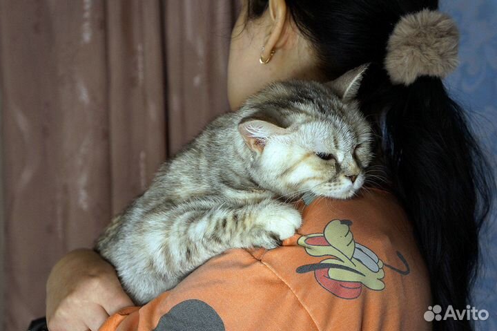 Кошка Викки добрые руки