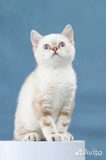 Британская кошка