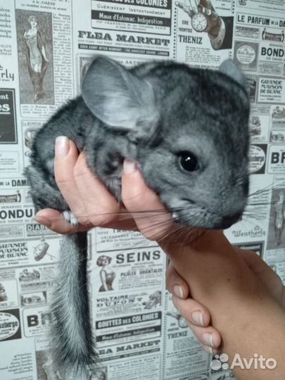 Шиншилла