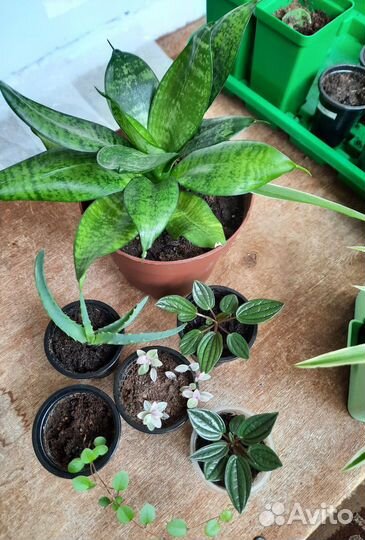 Алоэ, мюленбекия, пеперомия,сансевиерия, каллизия