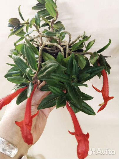 Комнатные цветы