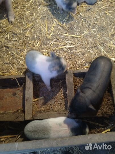 Вьетнамские вислобрюхие поросята