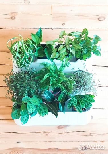 Растения для фитостены