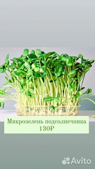 Микрозелень