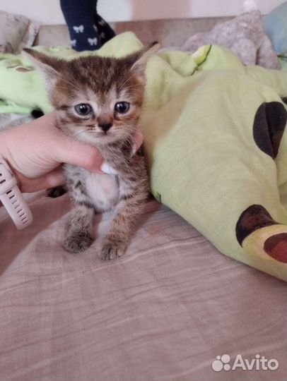 Кошка бесплатно