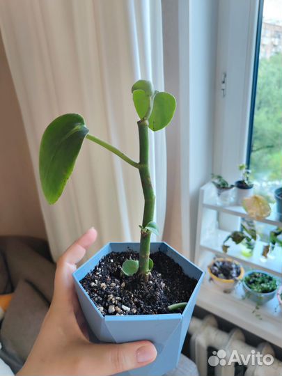 Комнатные растения