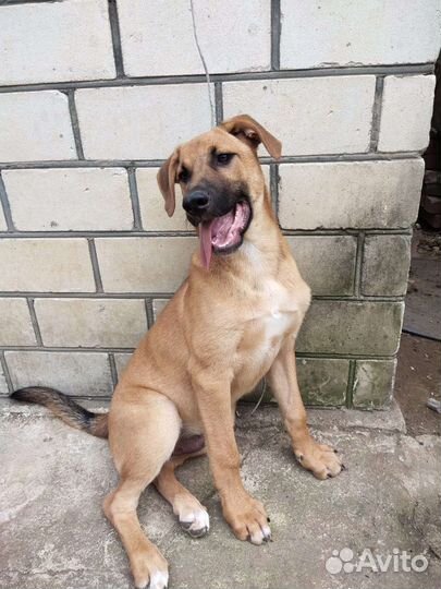 Щенок подросток в добрые руки