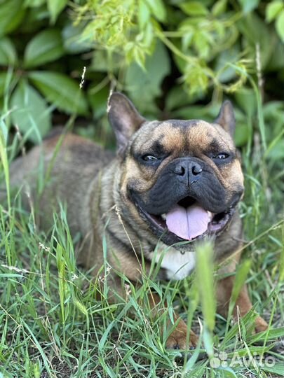 Французский бульдог