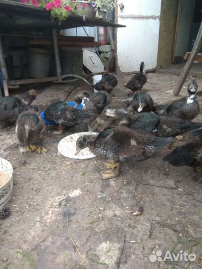 Мускусные утки индоутки индоутята