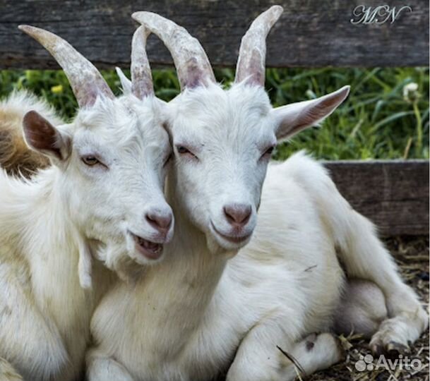 Продам козочек