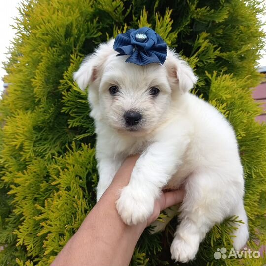 Щенок мальтипу,мальчик