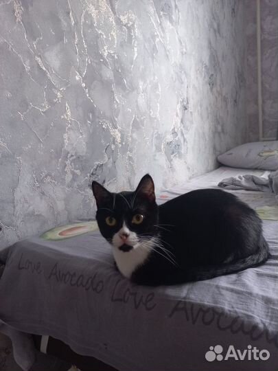 Кошка