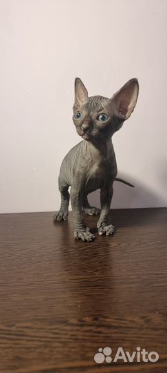 Канадский сфинкс