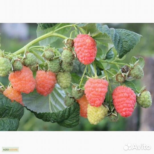 Саженцы малины