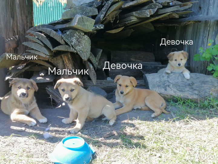Щенки в добрые руки