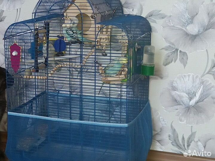 Волнистые попугаи