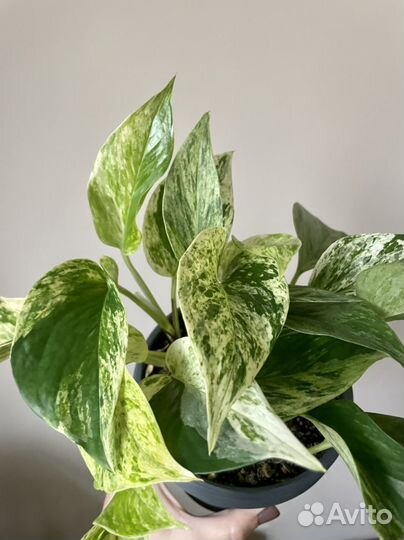 Сциндапсус