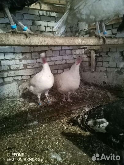 Инкубационные яйца индюшиное