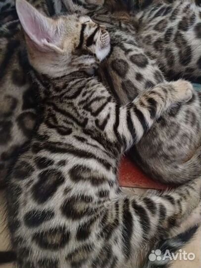 Бенгальская