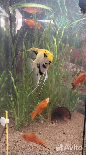 Аквариумные рыбки