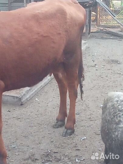 Коровы, козы, поросята