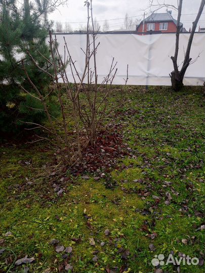 Саженцы каштана