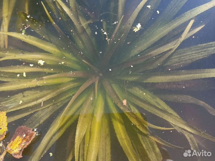 Телорез. пальма