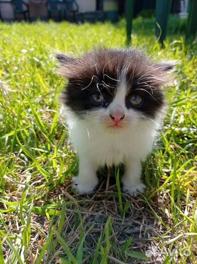 Котята
