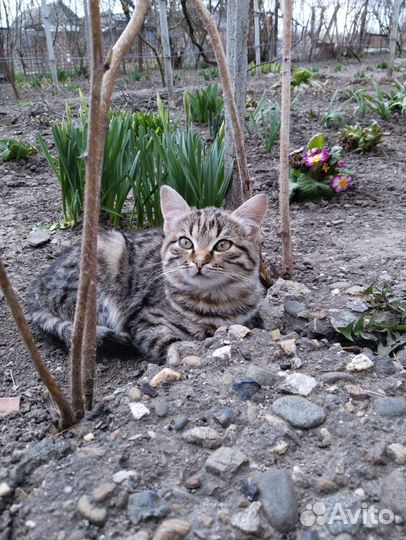 Котенок в дар бесплатно