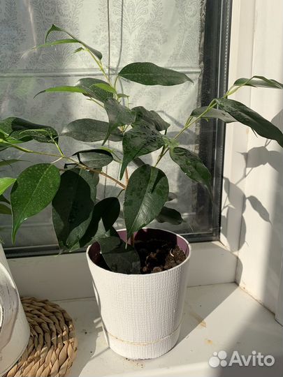 Фикус бенджамина