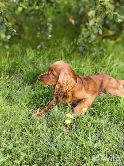 Английский кокер спаниель вязка
