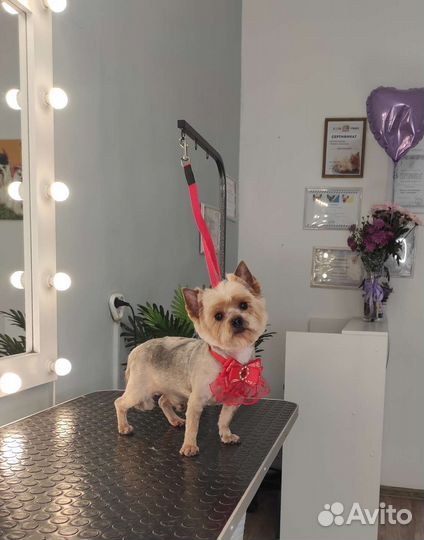 Груминг грумер стрижка собак