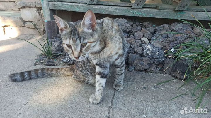 Котята в добрые руки бесплатно