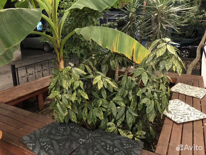 Растения для сада