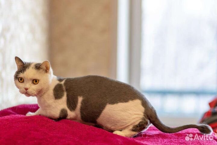 Кот Сема
