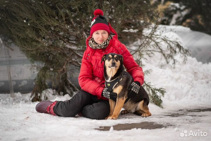 Ангара. Собака в добрые руки, небольшая