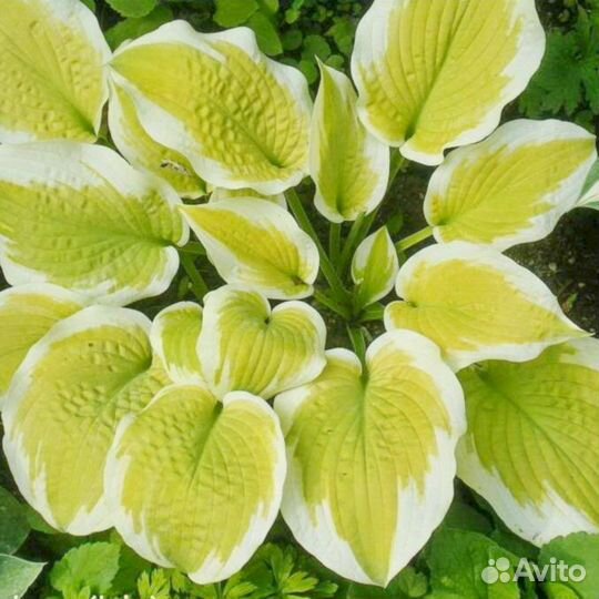 Хосты Дельта Даун