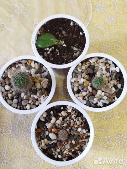 Комнатные растения цветы (кактус, рео, герань)