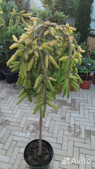 На штамбе медуза, голд дрифт, г.финч, энгельмани