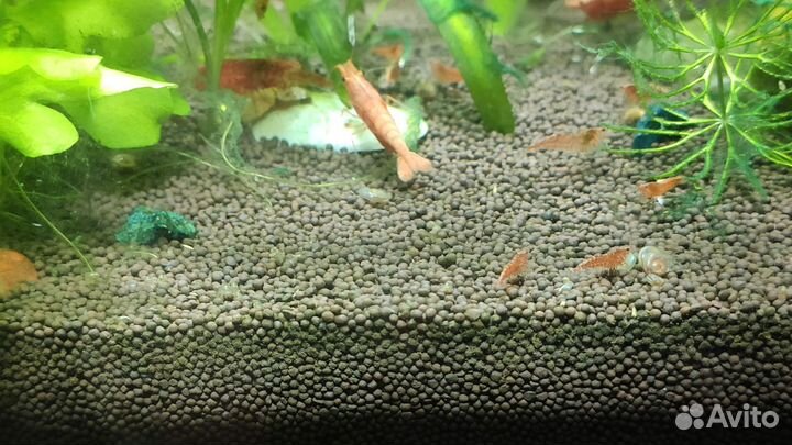 Креветки красный огонь