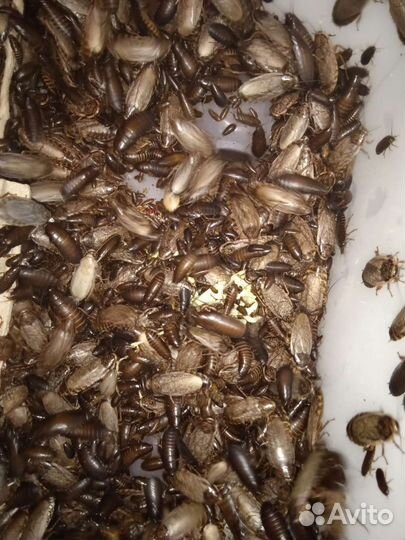 Кормовые насекомые - сверчки, тараканы, зофобос