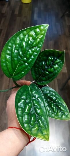 Эпипремнум вайт марбл,сциндапсусы